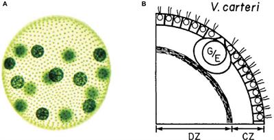 Understanding Multicellularity: The Functional Organization of the Intercellular Space